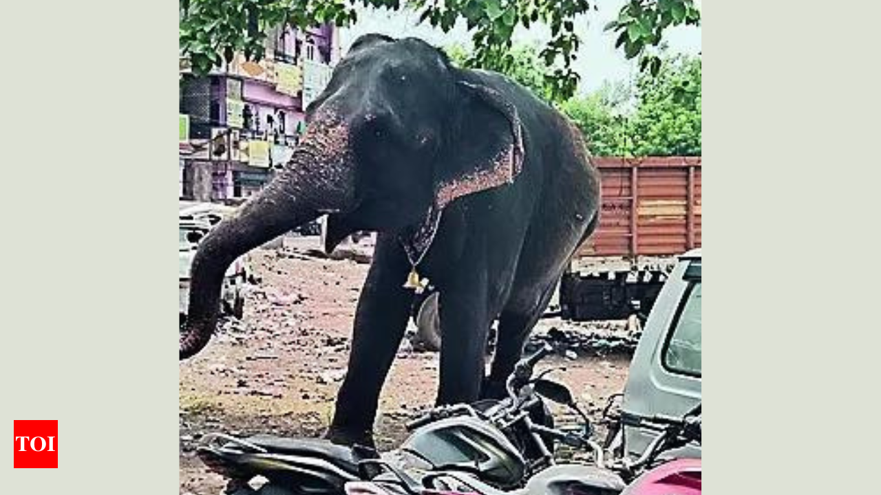 Jumbo herd tramples woman, her 2 kids in Bargarh | Bhubaneswar News - Times  of India