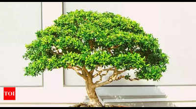 Jabalpur man creates bonsai 'mini-forest' on his terrace