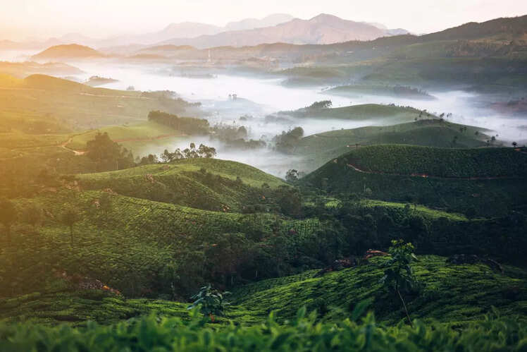 Munnar, Kerala