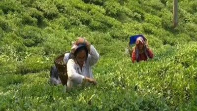 North India's tea industry faces major crisis with production down 60