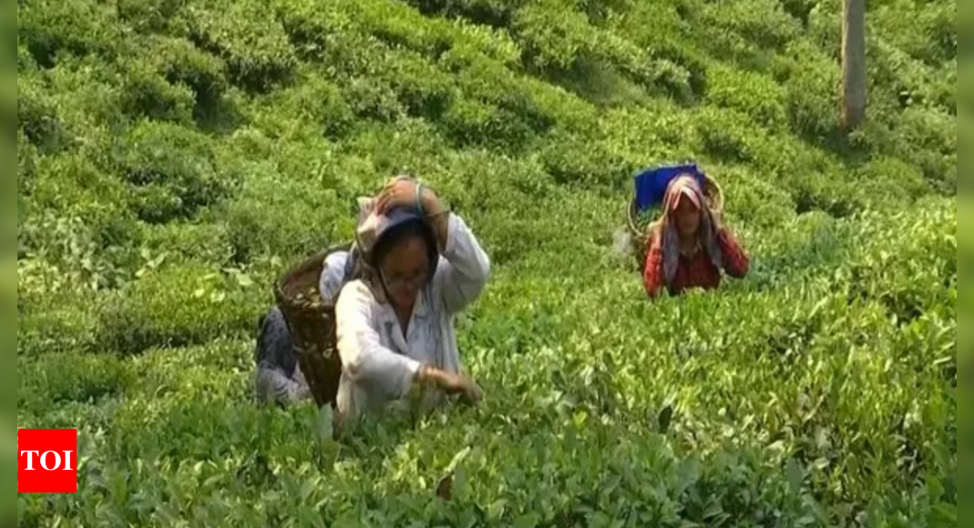 North India’s tea industry faces major crisis with production down 60 million kilos amid extreme weather – Times of India