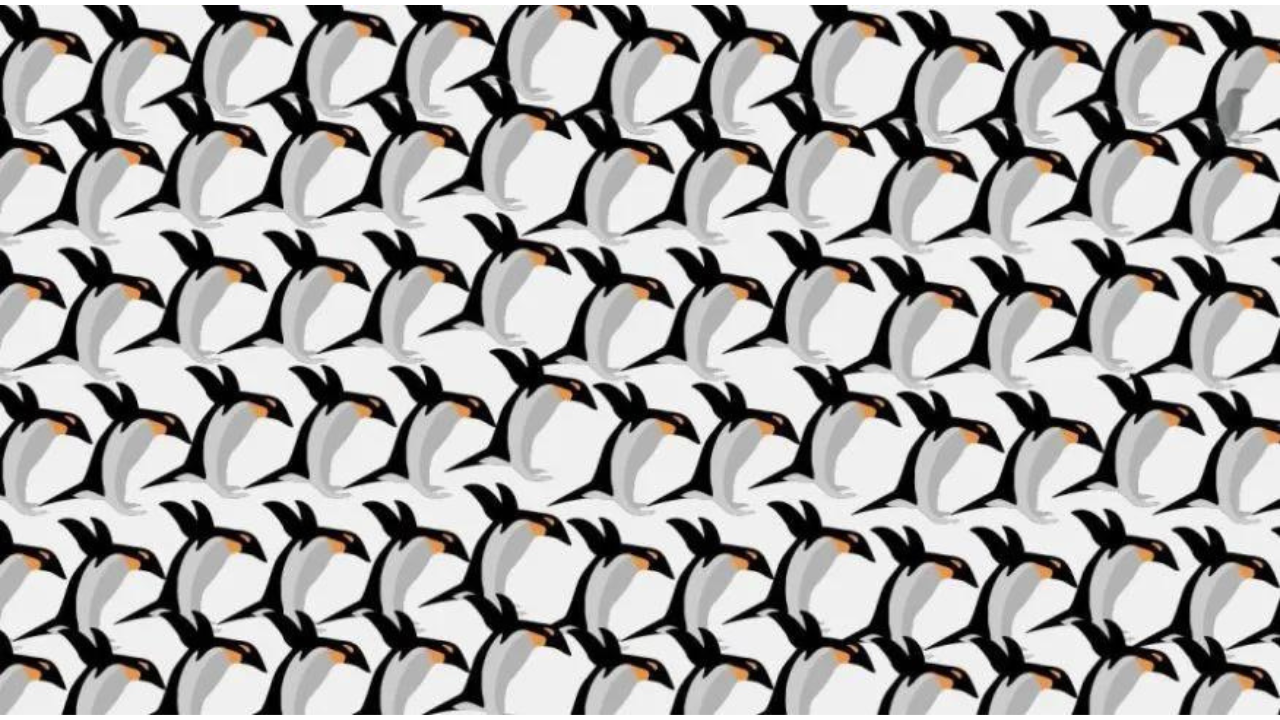 Brain Teaser: Do you see a crow hidden amongst so many cute penguins? | -  Times of India