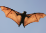 Bats dropping dead in Delhi and Kanpur: Can this be a potential threat to humans?