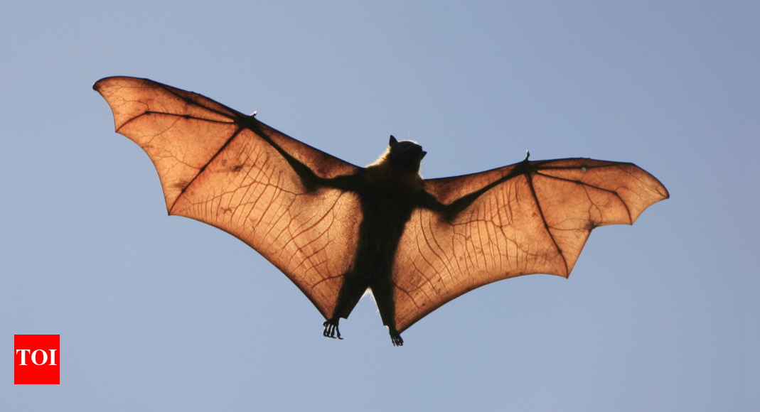 Bats dropping dead in Delhi and Kanpur Can this be a potential threat