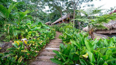 World Rainforest Day – How Each Zodiac Sign Can Contribute to Rainforest Preservation
