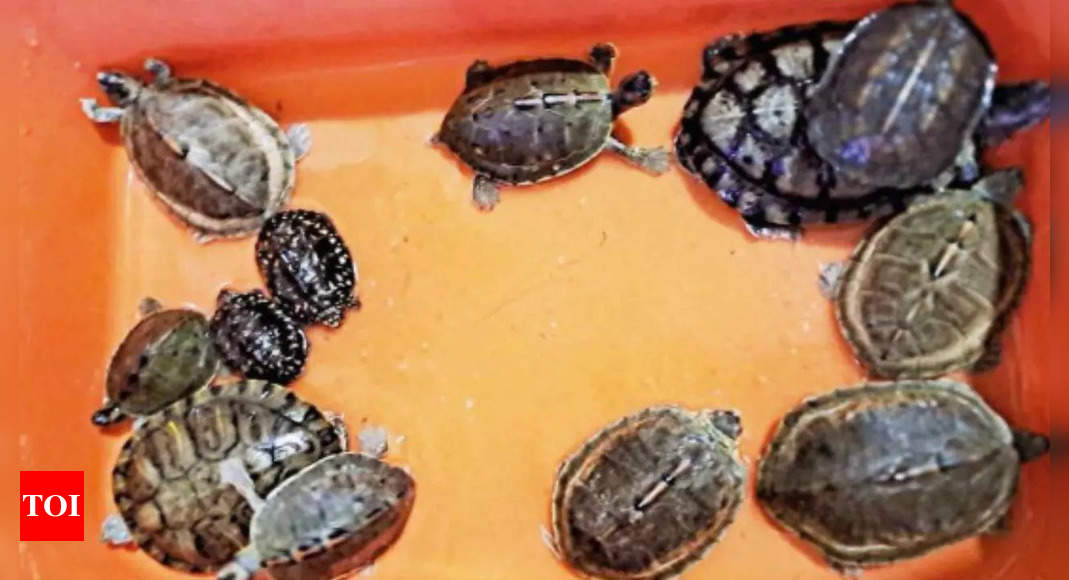 Turtles Seized: Protected turtles seized from a pet shop in Greater ...