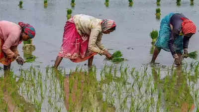 June rainfall deficient so far in 18 Maharashtra districts; sowing hit