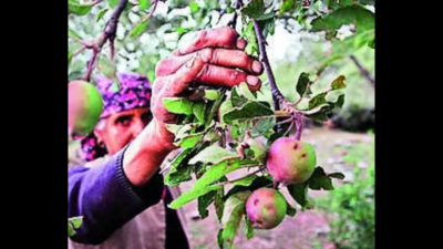 Himachal Pradesh’s apple economy to face losses this year