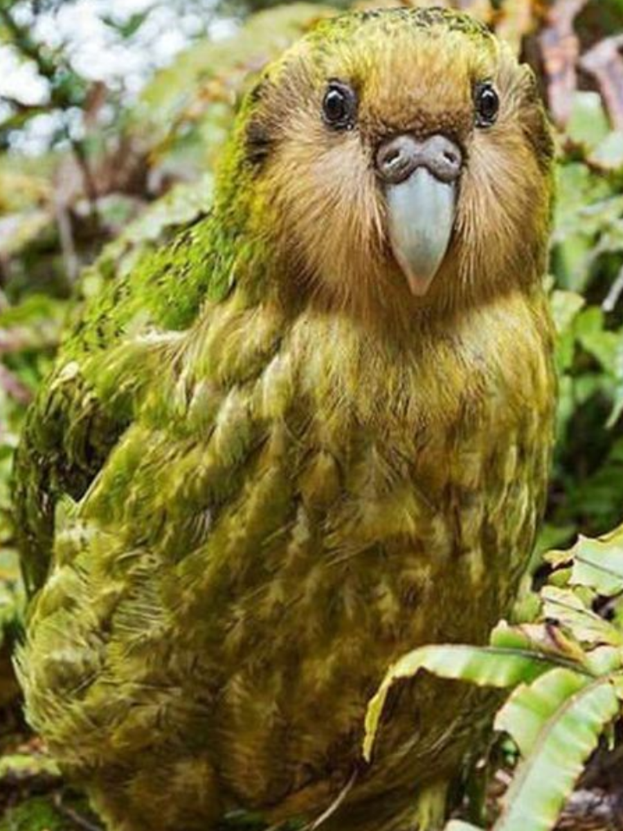 Exceptionally Rare Birds Found Worldwide | Times Now