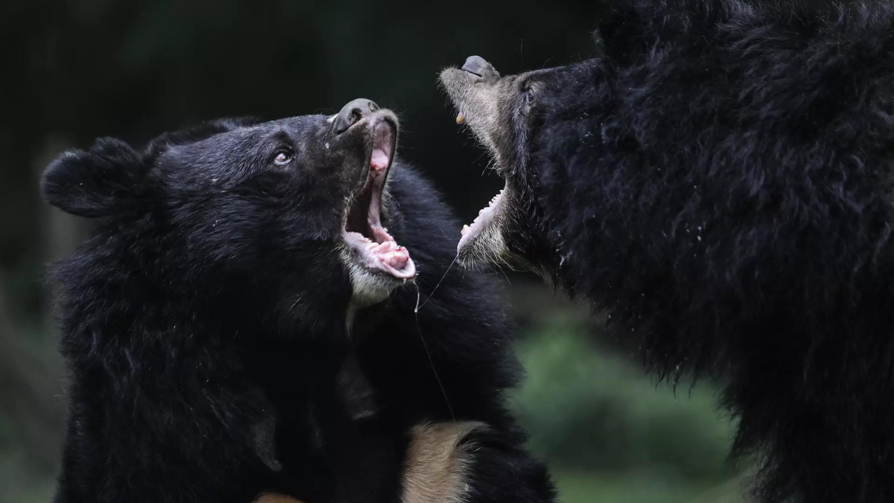 日本でクマが58歳男性を殺害