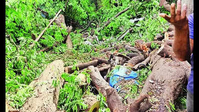 70-yr-old woman found dead under tree two days after it fell in Mumbai's Virar
