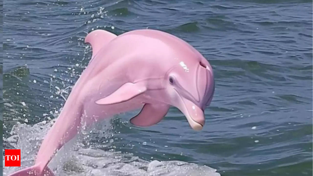 Rare pink Dolphin photo goes viral: Is it real or fake? - Times of India