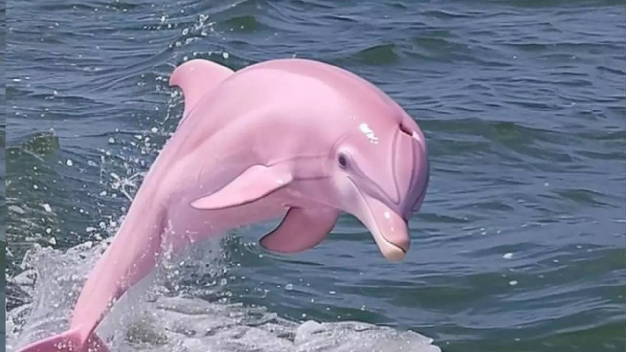 Rare pink Dolphin photo goes viral: Is it real or fake? - Times of India