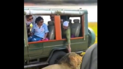 'Idiot actually touched lion': Indian woman shares Kenya safari ordeal in viral post