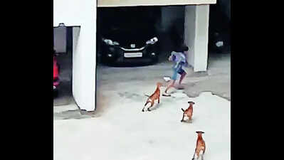 Palike & Hosa Road residents lock horns over stray dogs