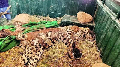 Rajasthan: 3 leopards die in Alwar after coming in contact with snapped power line