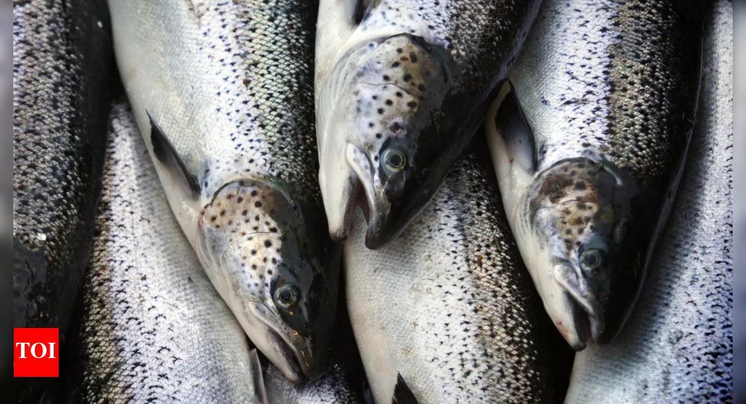 With 40% share, Andhra Pradesh tops in fishingand aquaculture ...