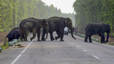 Safari goes wrong: Elephant pulls woman out of vehicle and tramples her to death in Zambia