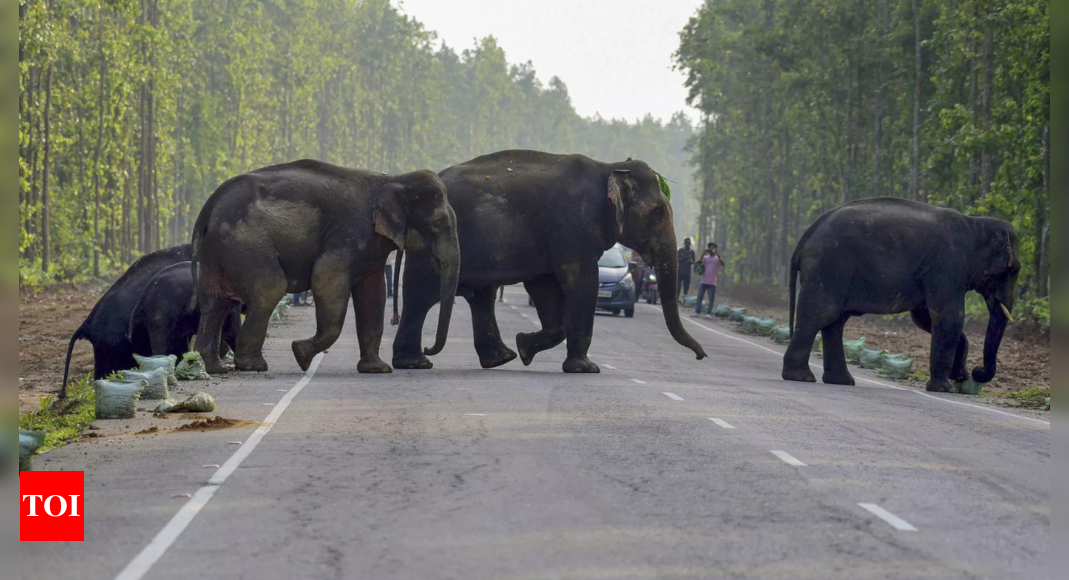 Safari goes wrong: Elephant pulls woman out of vehicle and tramples her to death in Zambia