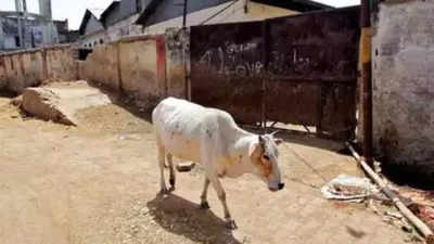 Madhya Pradesh: 2 booked under NSA for cow slaughter in Morena