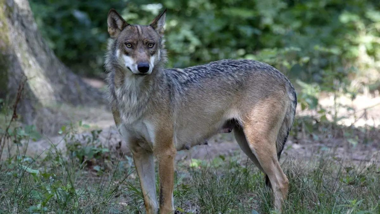 Woman jogger in intensive care after wolf attack in French animal park – Times of India