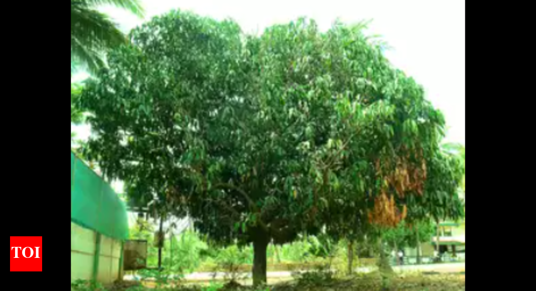 Carbon Sequestration: Relying on native trees to cut carbon in air ...