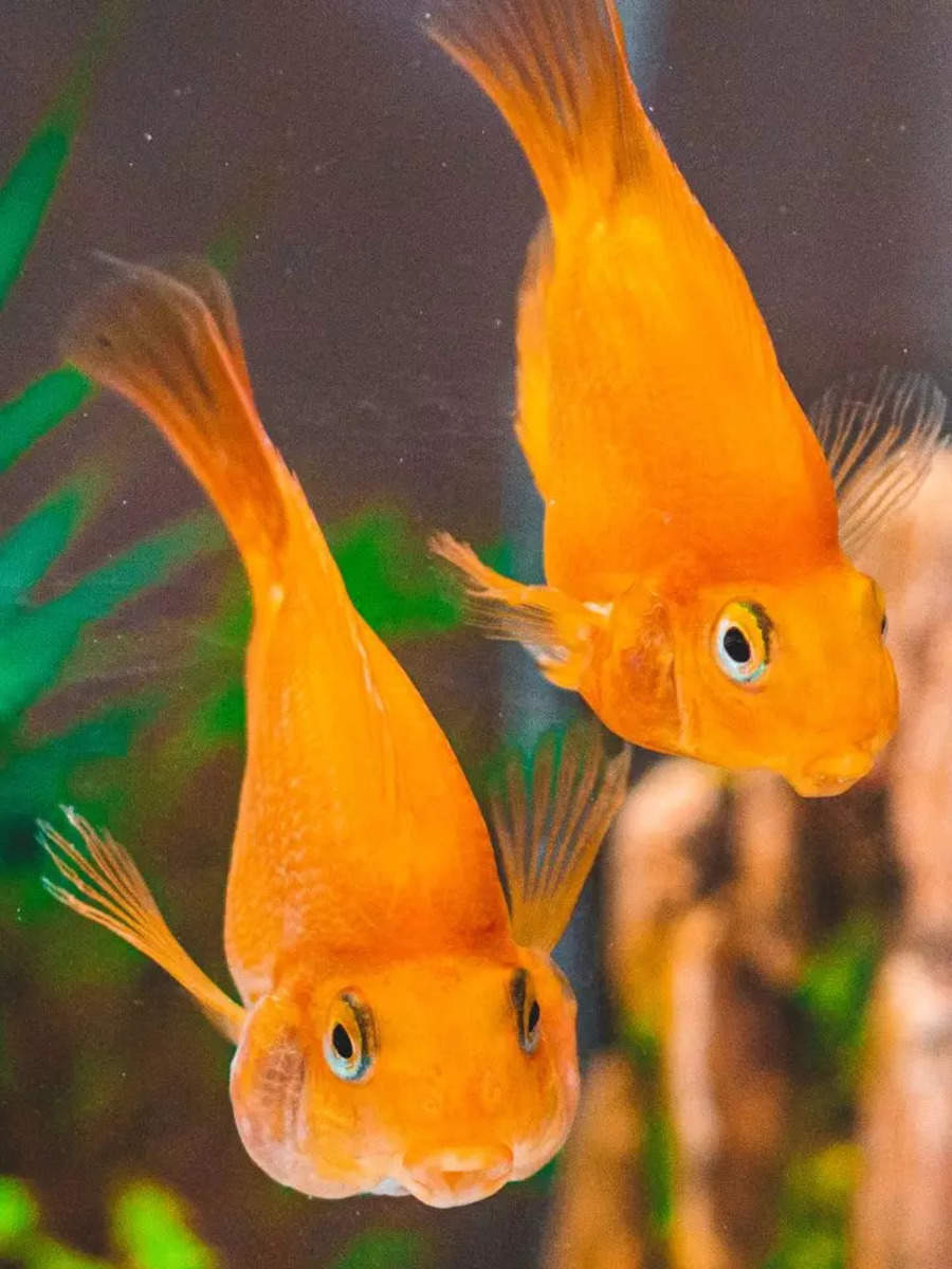 10 home aquarium fishes that can live for 10 years or more Times of India