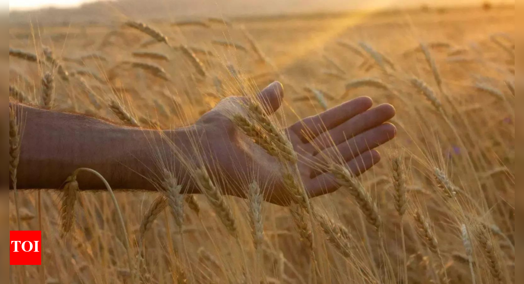 Wheat stock limits back to curb hoarding – Times of India