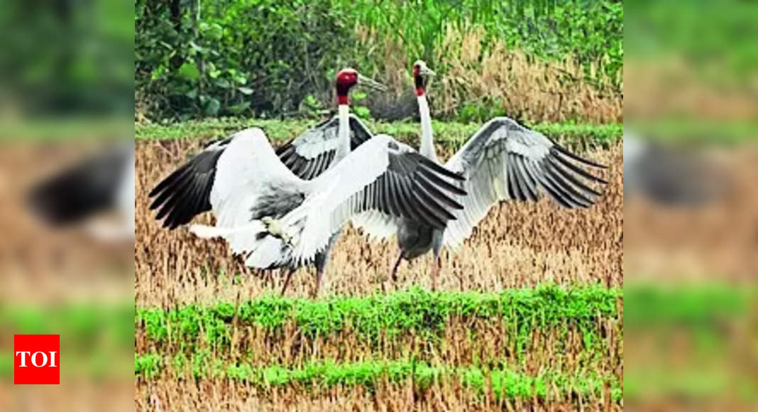 Sarus Cranes: Decline of Sarus Crane Population in Bhandara & Gondia ...