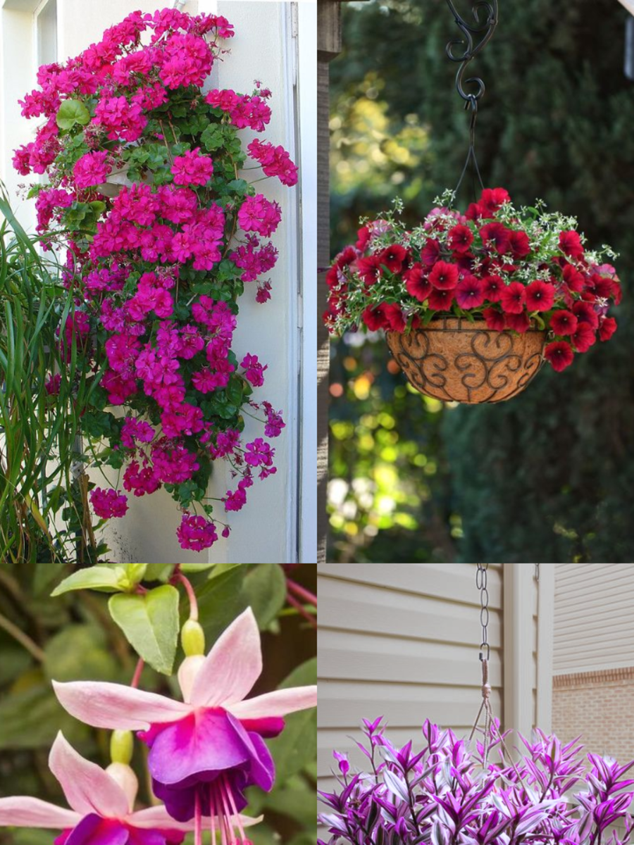 10 Beautiful Hanging Plants for Small Balcony | Times Now