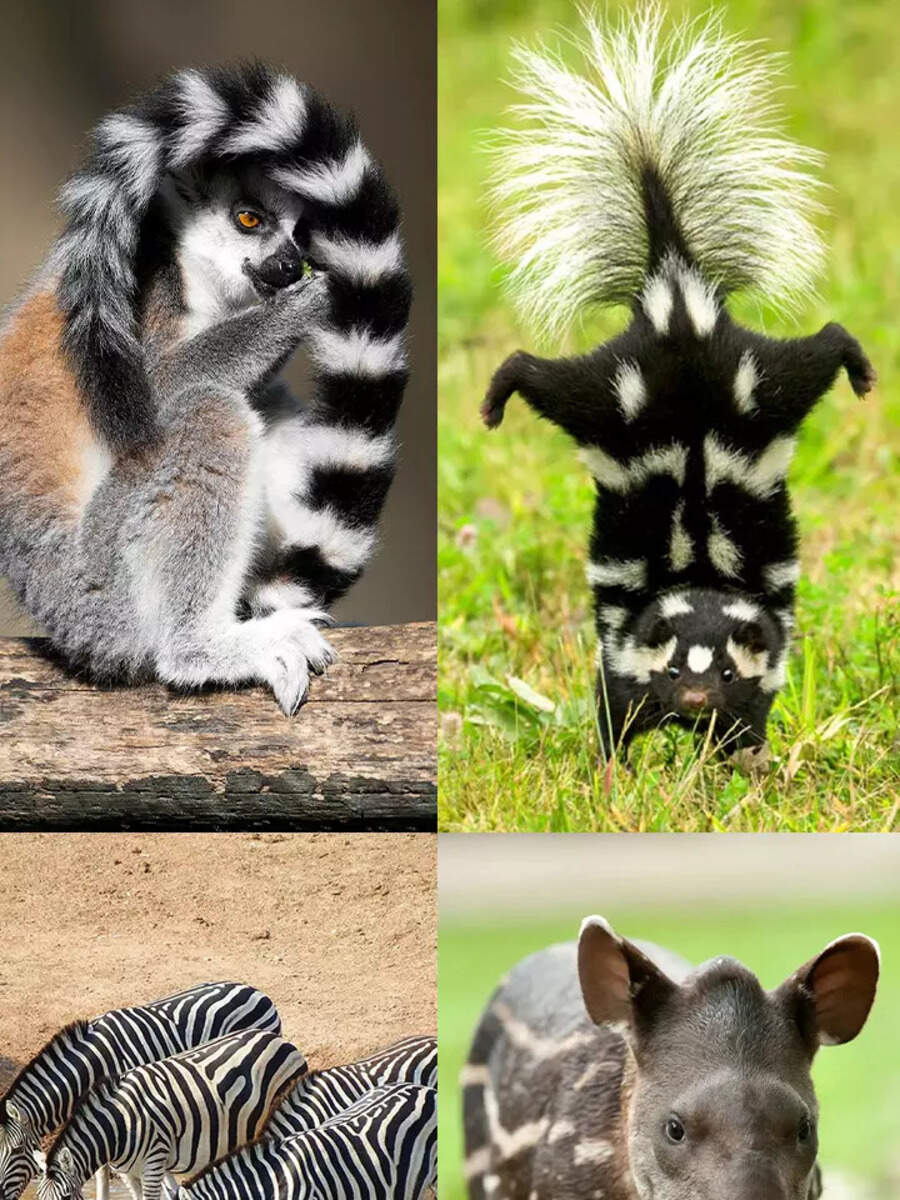 Animals with stripes other than tigers | Times of India