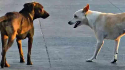 Nagpur’s daily dog bite count hits 29, rabies claims 2; NMC ups ABC drive