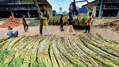 Red alert across UP districts over 'red rot' disease in sugarcane