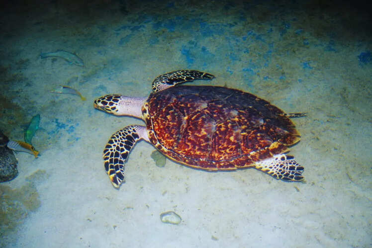 Bangaram Island, Lakshadweep Islands