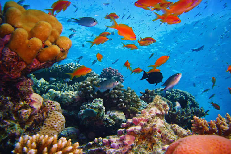 Havelock Island, Andaman and Nicobar Islands
