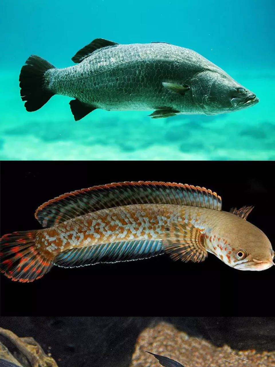 indian fish names with pictures