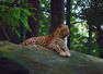 Bannerghatta Biological Park introduces leopard safari and afforestation efforts