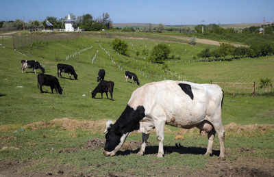 $100 per cow: Why Denmark is imposing tax on livestock farts
