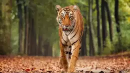Chasing tigers: Countries with maximum tiger population