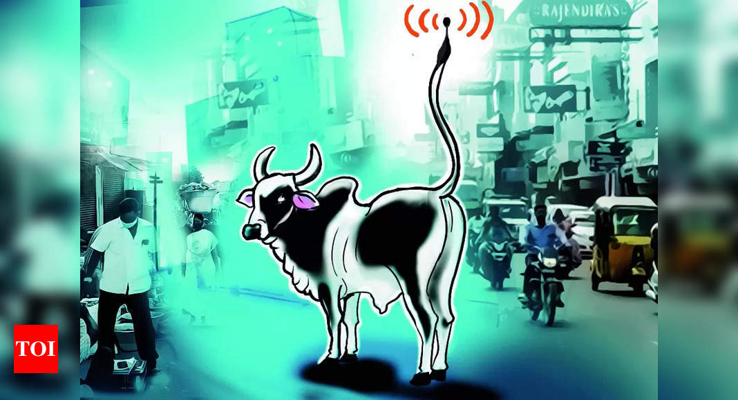 Chipping away at Chennai's stray cattle issue: A moo-ving solution
