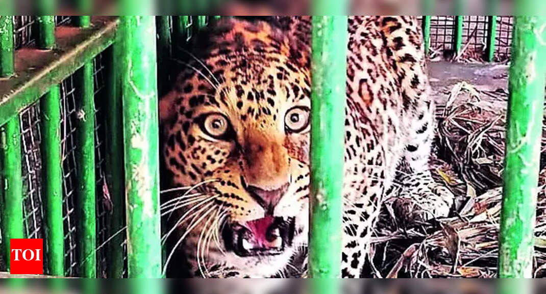 Leopard Attack Victims: New compensation relief for leopard attack ...