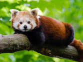 What! Red Panda spotted in Lower Dibang valley of Arunachal Pradesh