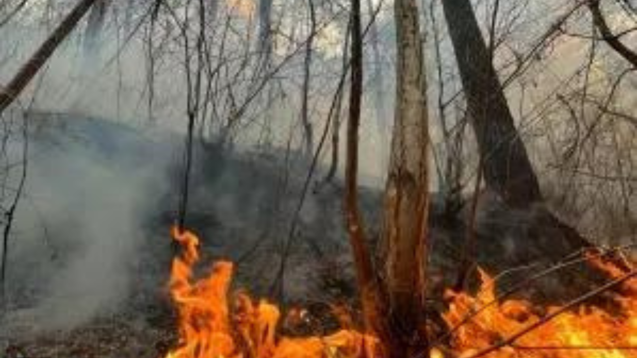 Wildfire breaks out in forest near Athens – Times of India