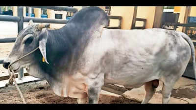 50k doses of semen & counting: Meet UP’s elite breeder bull