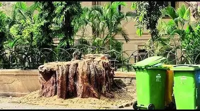 Malabar Hill residents in Mumbai allege unscientific trimming of trees