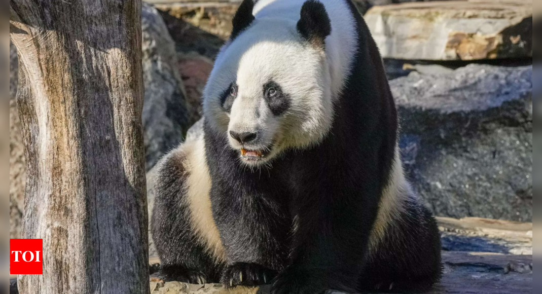 Handover day: China gifts a pair of giant pandas to Hong Kong – Times of India