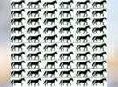 Challenge: Only a true genius can spot 3-legged horses