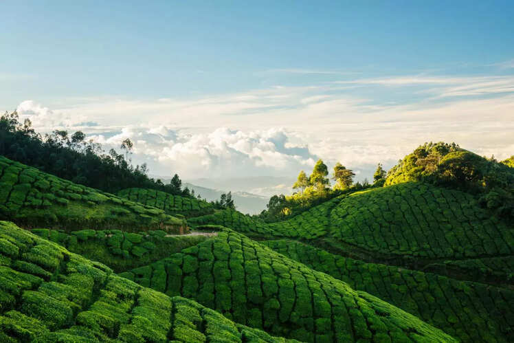 Explore tea estates