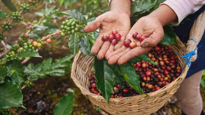 What is so special about Araku Coffee that led PM Modi to talk about it in 'Mann Ki Baat'