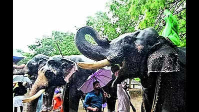 ‘Sukhachikitsa’ for elephants begins